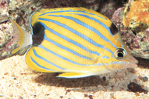 picture of Blue Striped Butterfly Sml                                                                           Chaetodon fremblii
