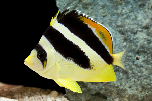 picture of Mitratus Butterfly Sml                                                                               Chaetodon mitratus