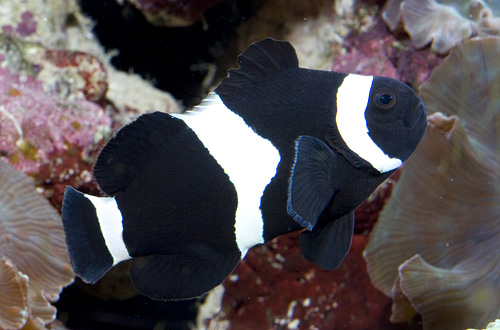 picture of Black Percula Clownfish Med                                                                          Amphiprion sp.