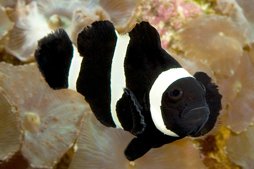 picture of Black Saddle Back Clownfish Sml                                                                      Amphiprion polymnus