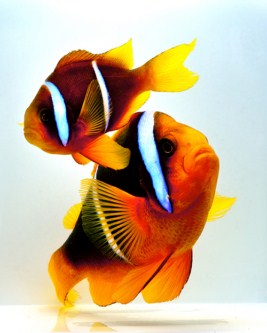 picture of Blue Stripe Clownfish Sml                                                                            Amphiprion chrysopterus