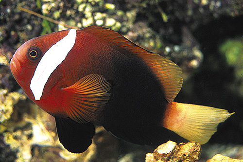 picture of Cinnamon Clownfish Med                                                                               Amphiprion melanopus