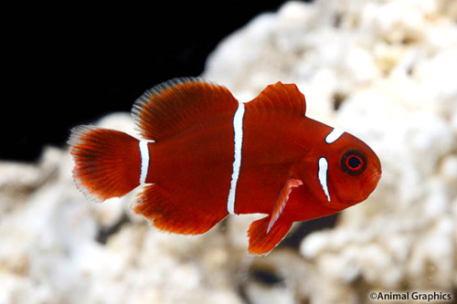 picture of White Stripe Maroon Clownfish Tank Raised Med                                                        Premnas biaculeatus