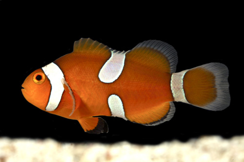 picture of Misbar Ocellaris Clownfish Tank Raised Sml                                                           Amphiprion ocellaris
