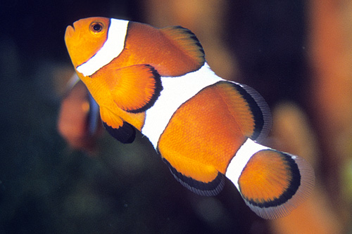 picture of Ocellaris Clownfish Lrg                                                                              Amphiprion ocellaris