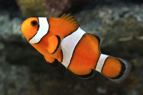 picture of Ocellaris Clownfish Tank Raised Med                                                                  Amphiprion ocellaris