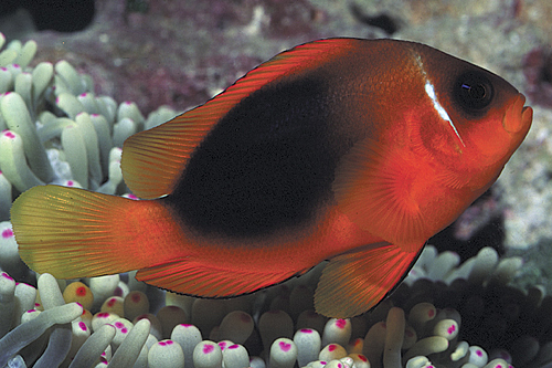 picture of Red Saddle Back Clownfish Med                                                                        Amphiprion ephippium