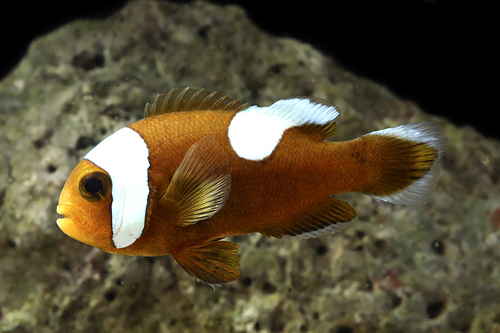 picture of Saddle Back Clownfish PNG Med                                                                        Amphiprion polymnus