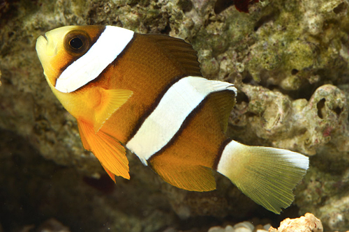 picture of Sebae Clownfish Sml                                                                                  Amphiprion bicinctus
