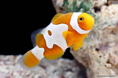 picture of Semi Picasso Percula Clownfish Tank Raised Med                                                       Amphiprion percula