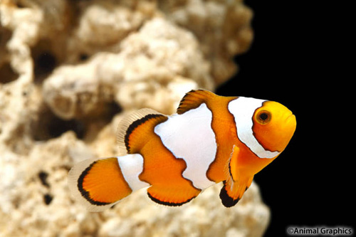 picture of Snowflake Ocellaris Clownfish Tank Raised Med                                                        Amphiprion ocellaris