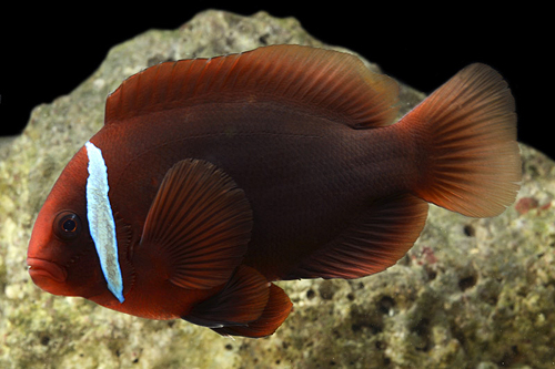 picture of Tomato Clownfish Lrg                                                                                 Amphiprion frenatus