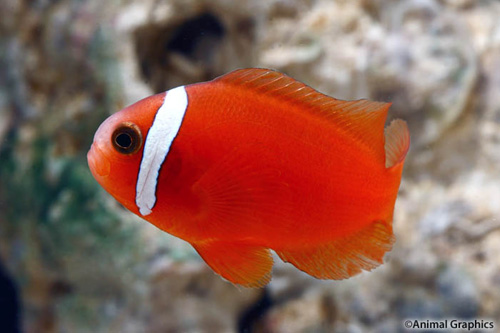 picture of Tomato Clownfish Tank Raised Med                                                                     Amphiprion frenatus