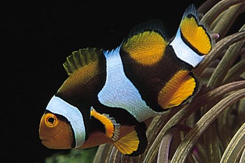 picture of True Percula Clownfish PNG Med                                                                       Amphiprion percula