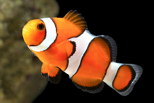picture of True Percula Clownfish Tank Raised Med                                                               Amphiprion percula