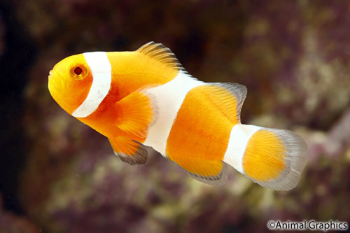 picture of Tangerine Ocellaris Clownfish Tank Raised Med                                                        Amphiprion ocellaris 'Tangerine'