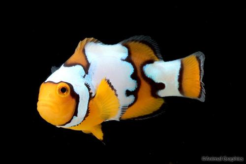picture of Extreme Snow Onyx Clownfish Tank Raised Med                                                          Amphriprion ocellaris x Amphriprion percula