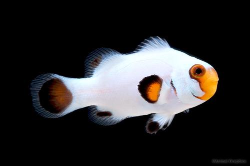 picture of Wyoming White Clownfish Tank Raised Med                                                              Amphiprion ocellaris