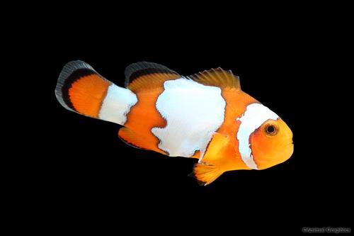 picture of Fancy Snowflake Ocellaris Clownfish T.R. Sml                                                         Amphiprion ocellaris