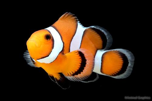 picture of Stubby Mocha  Ocellaris Clownfish Tank Raised Sml                                                    Amphiprion ocellaris