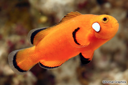 picture of Orange Domino Ocellaris Clownfish T.R. Sml                                                           Amphiprion ocellaris