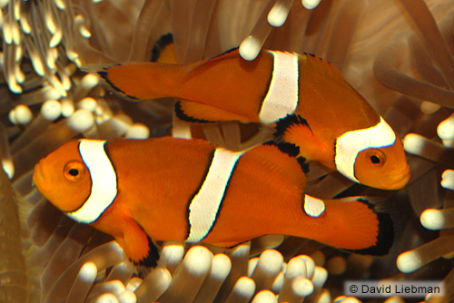 picture of Percula Clownfish Australia Pair                                                                     Amphiprion ocellaris