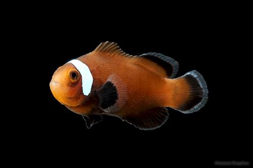 picture of Misbar Xtreme Black Ocellaris Clown T.R. Sml                                                         Amphiprion ocellaris