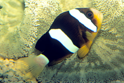 picture of Clarkii Clownfish Pair                                                                               Amphiprion clarkii