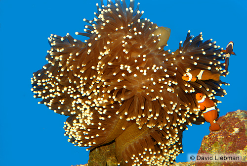 picture of Ocellaris Clownfish Pair                                                                             Amphiprion percula