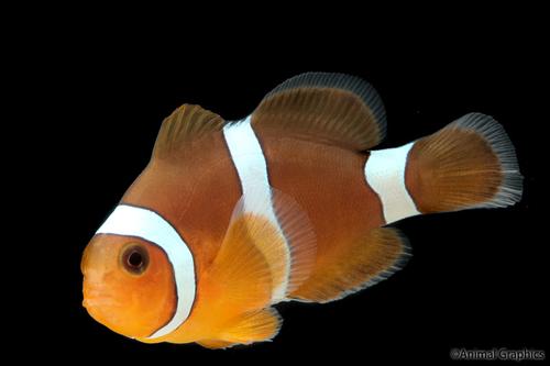 picture of Blood Orange Clownfish Tank Raised Sml                                                               Premnas biaculeatus x A. ocellaris