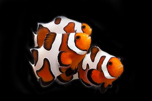 picture of Fancy White Ocellaris Clownfish Tank Raised Med                                                      Amphiprion ocellaris