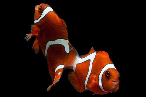 picture of Gold Rush Maroon Clownfish Tank Raised Sml                                                           Premnas biaculeatus