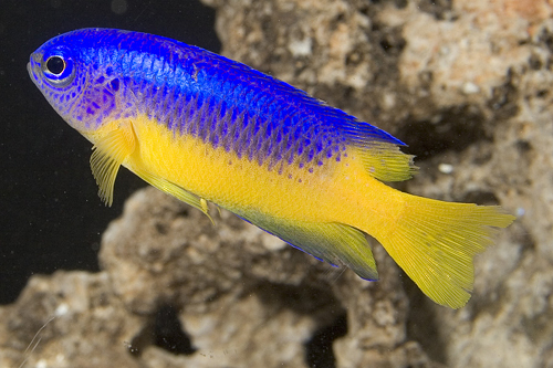 picture of Yellowbelly Damsel Fiji Med                                                                          Pomacentrus auriventris