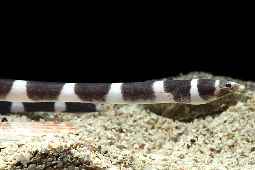 picture of Banded Snake Eel Sml                                                                                 Myrichthys colubrinus