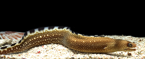picture of Black Edge Moray Eel Med                                                                             Gymnothorax nigromarginatus