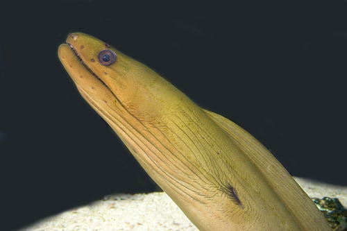 picture of Green Moray Eel Sml                                                                                  Gymnothorax funebris