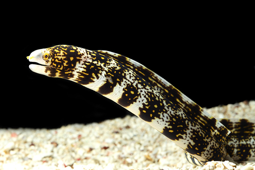 picture of Snowflake Moray Eel Med                                                                              Echidna nebulosa