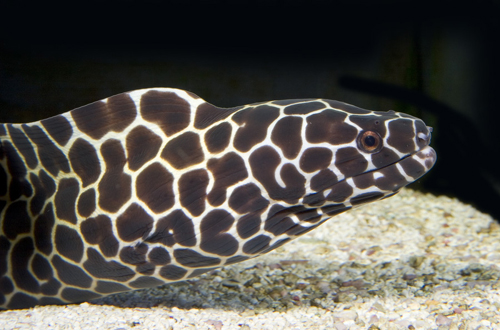 picture of Tesselata Moray Eel Med                                                                              Gymnothorax favagineus