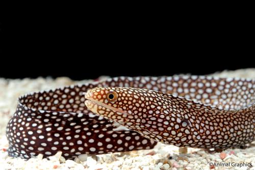 picture of White Mouth Moray Eel Lrg                                                                            Gymnothorax meleagris