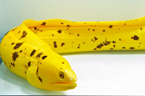 picture of Brazilian Banana Moray Eel Med                                                                       Gymnothorax sp.