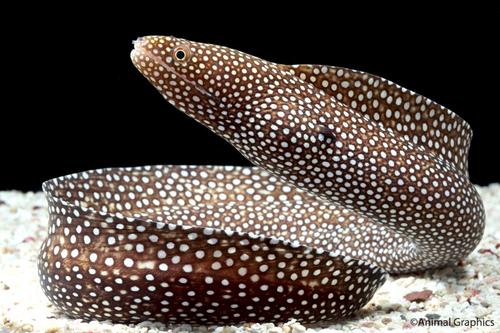 picture of Spotted Eel Med                                                                                      Gymnothorax moringa