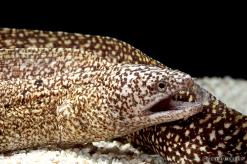 picture of Speckled Moray Eel Hawaii Med                                                                        Gymnothorax obesus