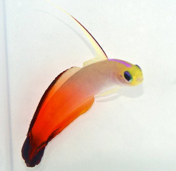 picture of Firefish                                                                                             Nemateleotris magnifica