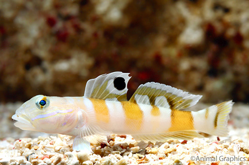 picture of Tiger Sleeper Goby Med                                                                               Valenciennea wardii