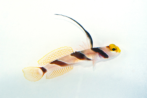 picture of Highfin Banded Goby Sml                                                                              Stonogobiops nematodes