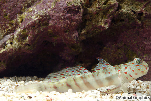 picture of Pink Spot Watchman Goby Sml                                                                          Cryptocentrus leptocephalus