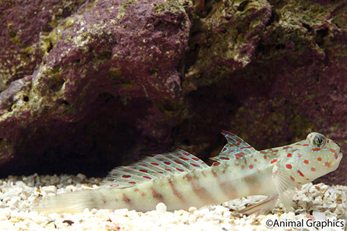 picture of Pink Spot Watchman Goby Med                                                                          Cryptocentrus leptocephalus