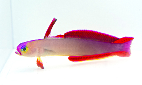 picture of Purple Firefish Lrg                                                                                  Nemateleotris decora