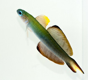 picture of Scissortail Goby Sml                                                                                 Ptereleotris evides
