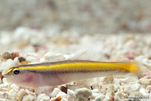 picture of Gold Stripe Neon Goby Tank Raised Sml                                                                Elacatinus figaro